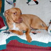 Pm Litter Dulce Rosalita (Mom) - ADOPTED 01.31.15