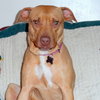 Pm Litter Dulce Rosalita (Mom) - ADOPTED 01.31.15