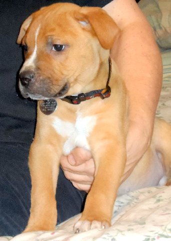 Pm Litter Paco - ADOPTED 11.30.14
