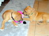Pm Litter Paloma - ADOPTED 12.13.14