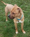Pm Litter-Darius (Dad)-ADOPTED-11.21.14