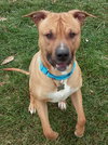 Pm Litter-Darius (Dad)-ADOPTED-11.21.14