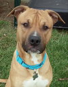 Pm Litter-Darius (Dad)-ADOPTED-11.21.14