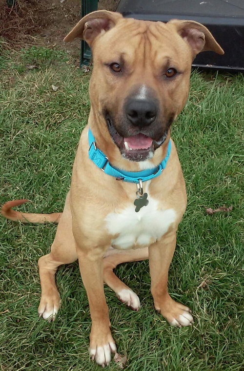 Pm Litter-Darius (Dad)-ADOPTED-11.21.14