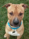 Pm Litter-Darius (Dad)-ADOPTED-11.21.14