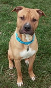 Pm Litter-Darius (Dad)-ADOPTED-11.21.14