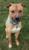 Pm Litter-Darius (Dad)-ADOPTED-11.21.14