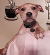 Pm Litter Honey - ADOPTED 01.28.15