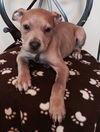 Pm Litter Honey - ADOPTED 01.28.15