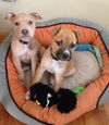 Pm Litter Honey - ADOPTED 01.28.15