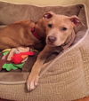 Pm Litter Honey - ADOPTED 01.28.15