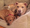 Pm Litter Honey - ADOPTED 01.28.15