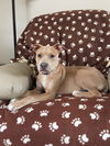 Pm Litter Honey - ADOPTED 01.28.15