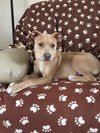 Pm Litter Honey - ADOPTED 01.28.15