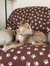Pm Litter Honey - ADOPTED 01.28.15