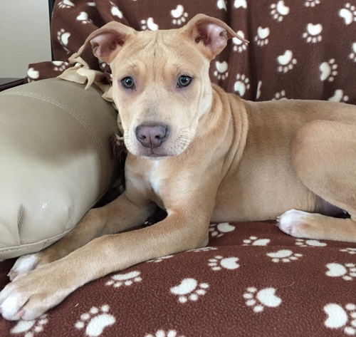 Pm Litter Honey - ADOPTED 01.28.15