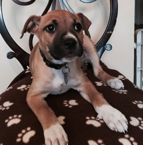 Pm Litter Harlie - ADOPTED 11.28.14