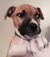 Pm Litter Harlie - ADOPTED 11.28.14