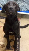Barnaby-ADOPTED-12.21.14