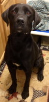 Barnaby-ADOPTED-12.21.14