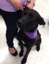 Barnaby-ADOPTED-12.21.14