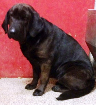 Princess Sophia - ADOPTED 11.30.14