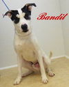 Bandit-ADOPTED-12.26.14