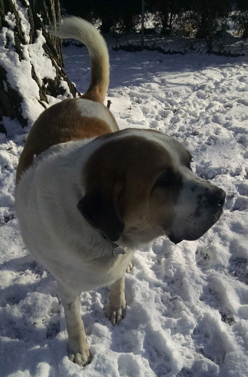 Sir Galahad aka Hooch-ADOPTED-1.15.15