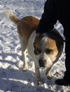 Sir Galahad aka Hooch-ADOPTED-1.15.15