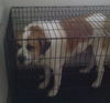 Sir Galahad aka Hooch-ADOPTED-1.15.15
