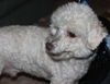 Mister Jake - ADOPTED 12.07.14