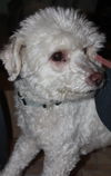 Mister Jake - ADOPTED 12.07.14