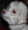 Mister Jake - ADOPTED 12.07.14