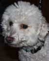 Mister Jake - ADOPTED 12.07.14