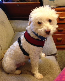 Mister Jake - ADOPTED 12.07.14