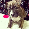 Kia - ADOPTED 12.04.14