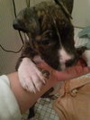 Kia - ADOPTED 12.04.14