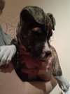Kia - ADOPTED 12.04.14