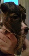 Kia - ADOPTED 12.04.14