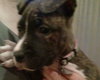 Kia - ADOPTED 12.04.14