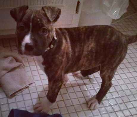 Kia - ADOPTED 12.04.14