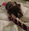 Kia - ADOPTED 12.04.14