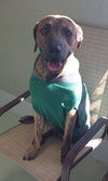 Hunter - ADOPTED 05.24.15