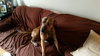 Hunter - ADOPTED 05.24.15