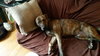 Hunter - ADOPTED 05.24.15
