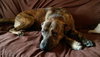 Hunter - ADOPTED 05.24.15