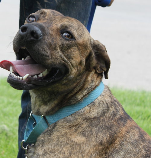 Hunter - ADOPTED 05.24.15