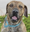 Hunter - ADOPTED 05.24.15