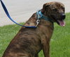 Hunter - ADOPTED 05.24.15