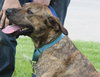 Hunter - ADOPTED 05.24.15